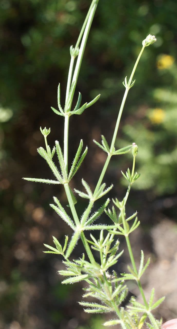 Asperula hirsuta 9