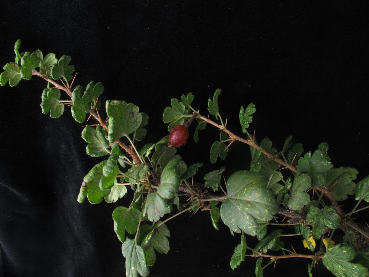 Ribes 4