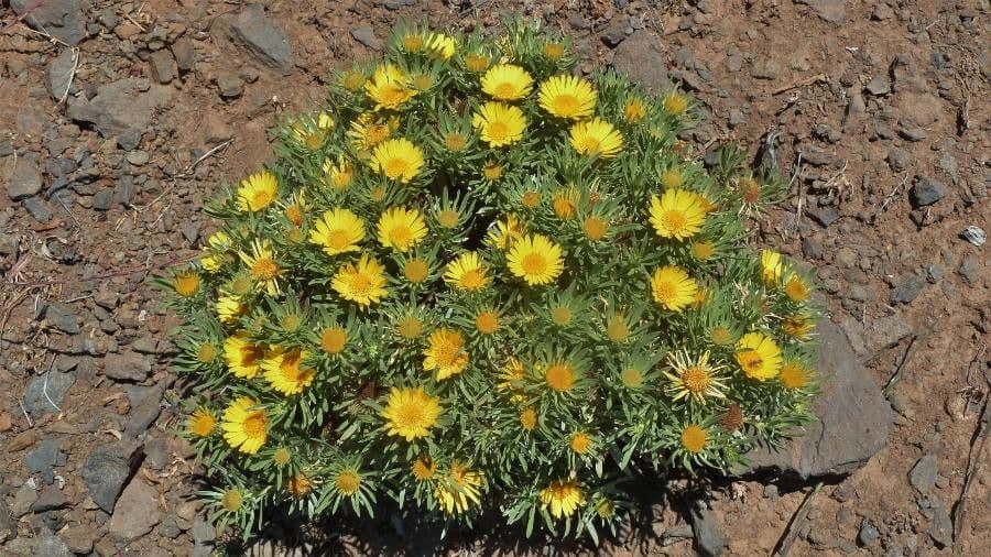 Asteriscus odorant 5
