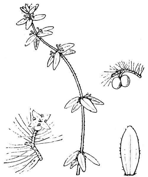 Przytulia piemoncka 22