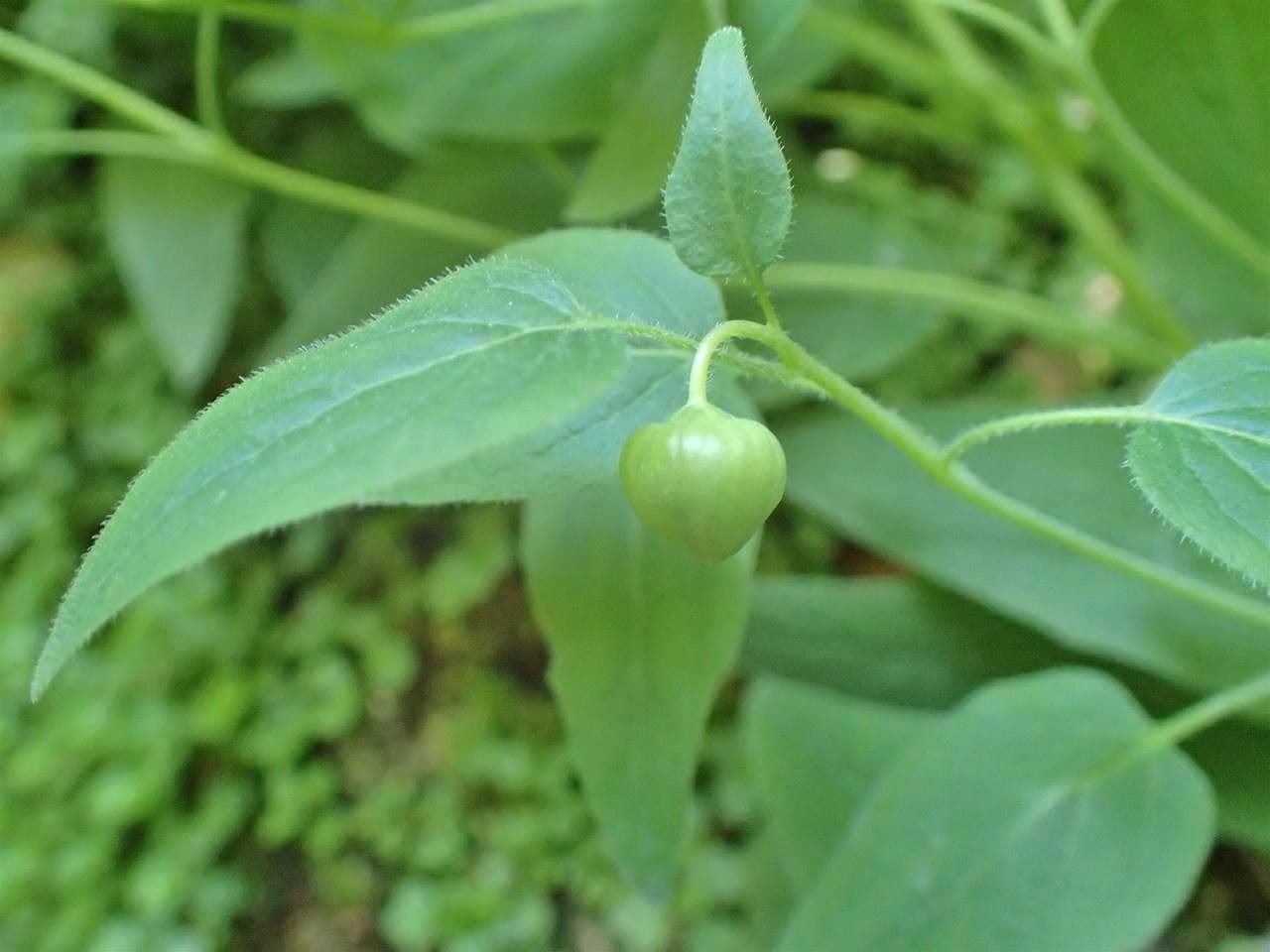 Codonopsis 5