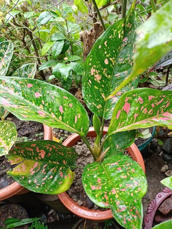 Aglaonema 13