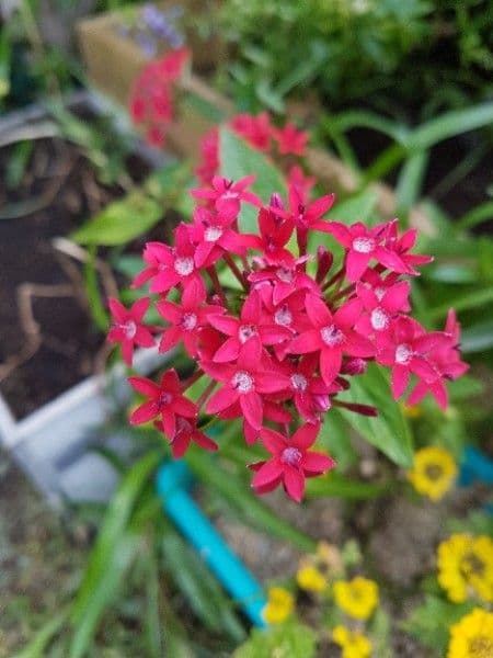 Pentas 7