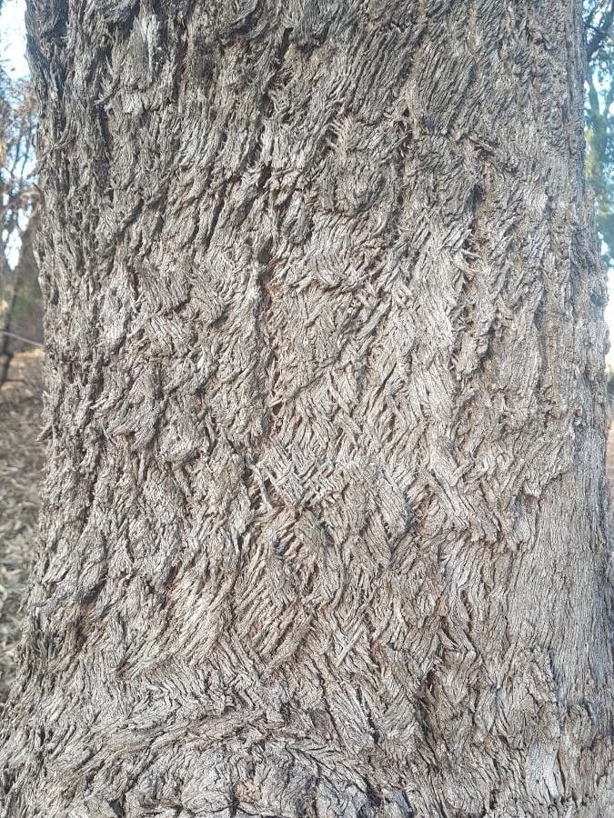 Vielblütiger Eukalyptus 24