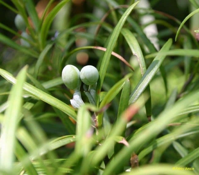 Podocarpus 3