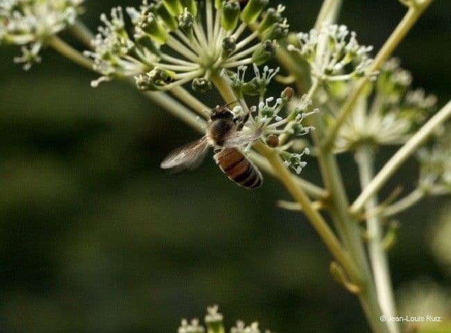 Myodocarpus 2