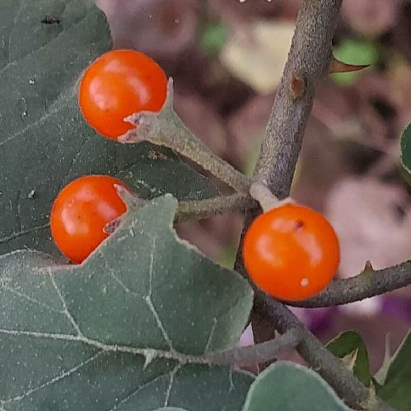 Solanum