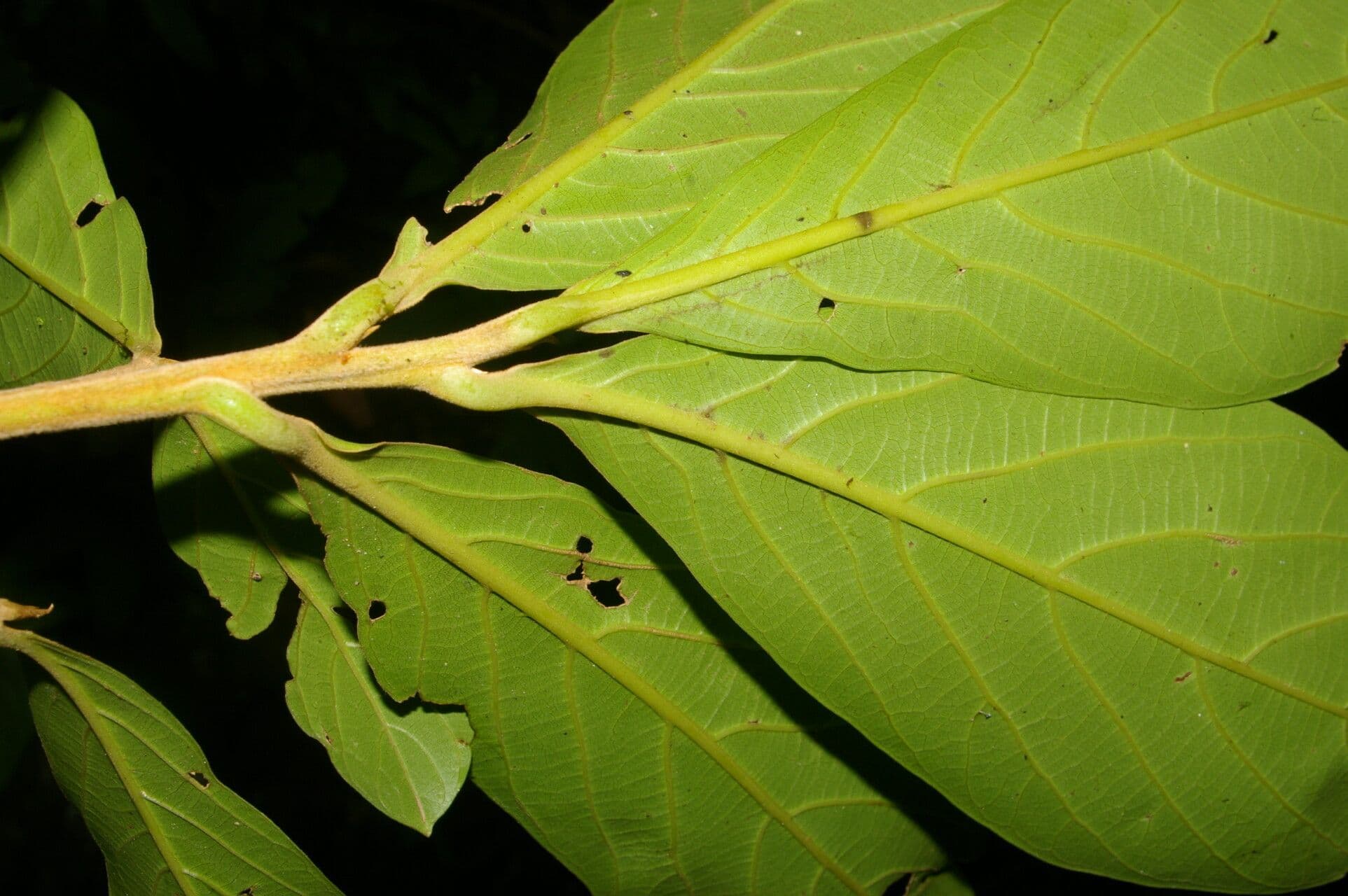 Ocotea 2