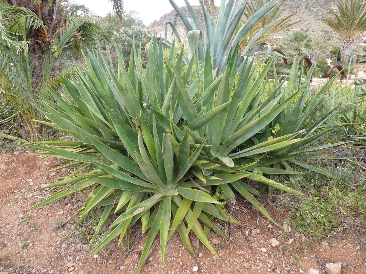 Agave fourcroydes 6