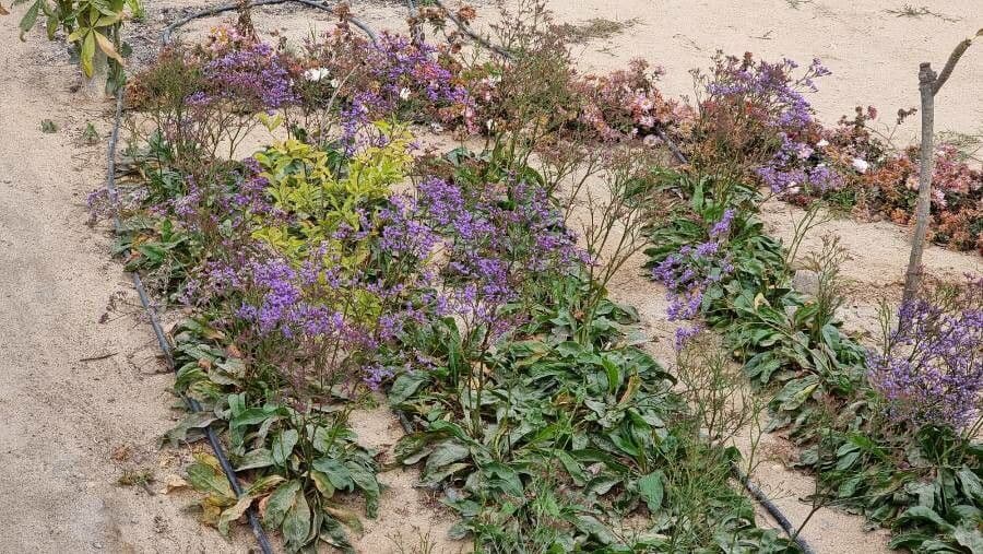 Limonium gmelinii 2