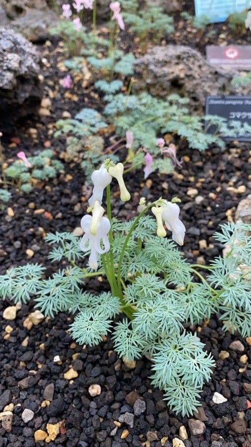 Dicentra 5