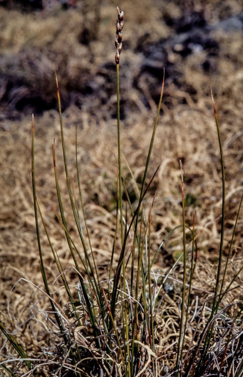 Kobresia myosuroides 10
