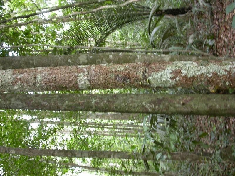 Basralocus 15