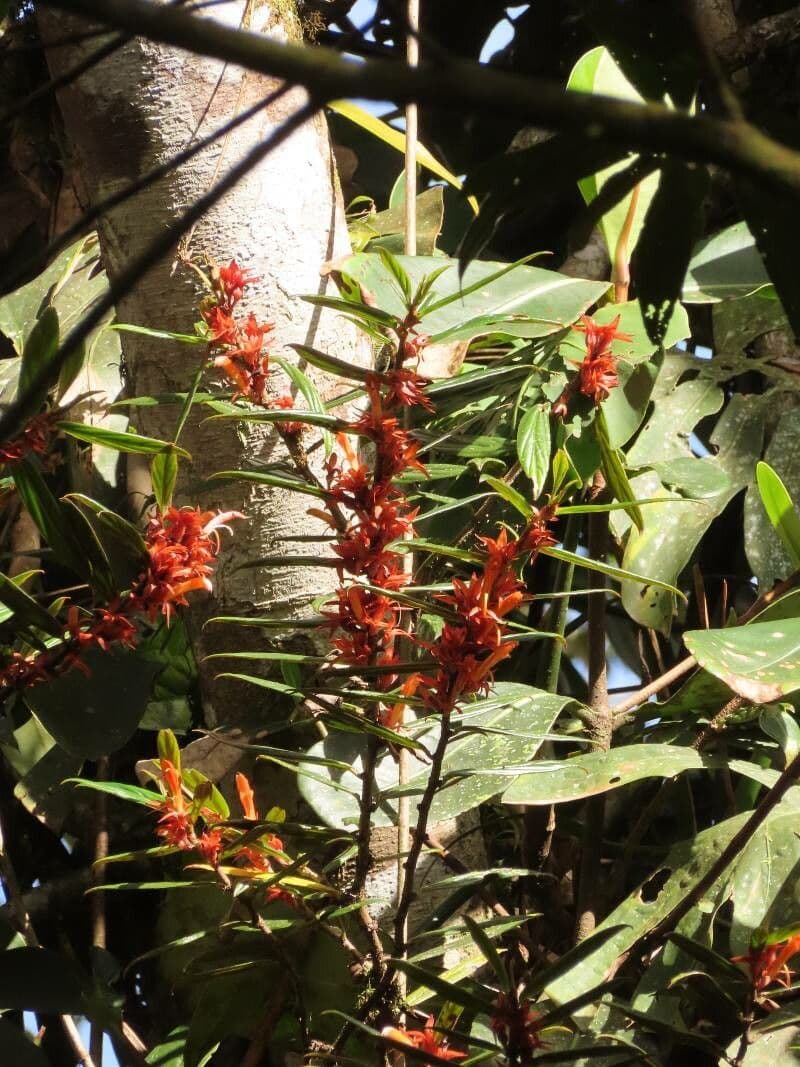 Columnea 5