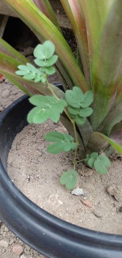 Kallstroemia 7
