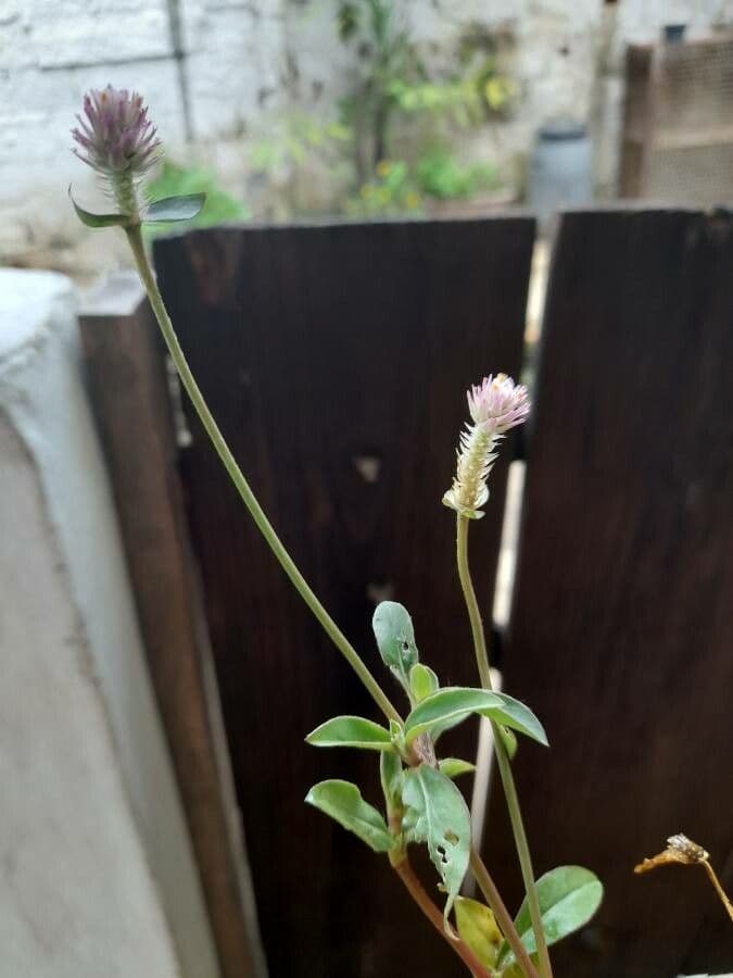 Gomphrena 12