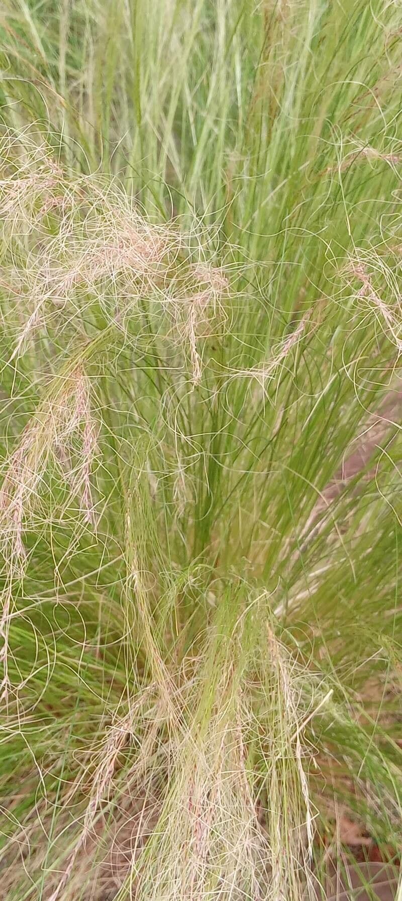 Nassella tenuissima 11