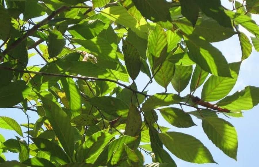 Dipterocarpus