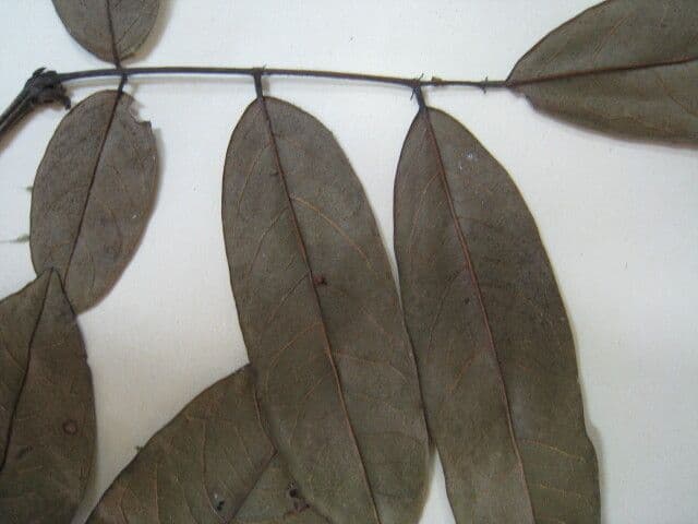 Andira 4