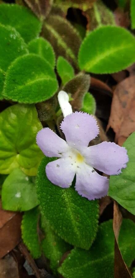 Episcia 5