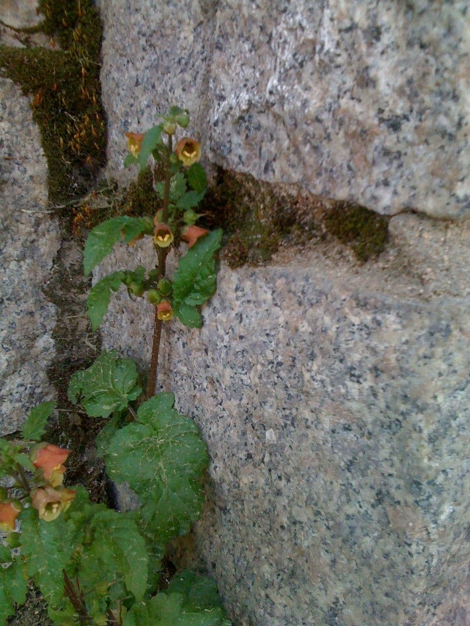 Scrophularia 10