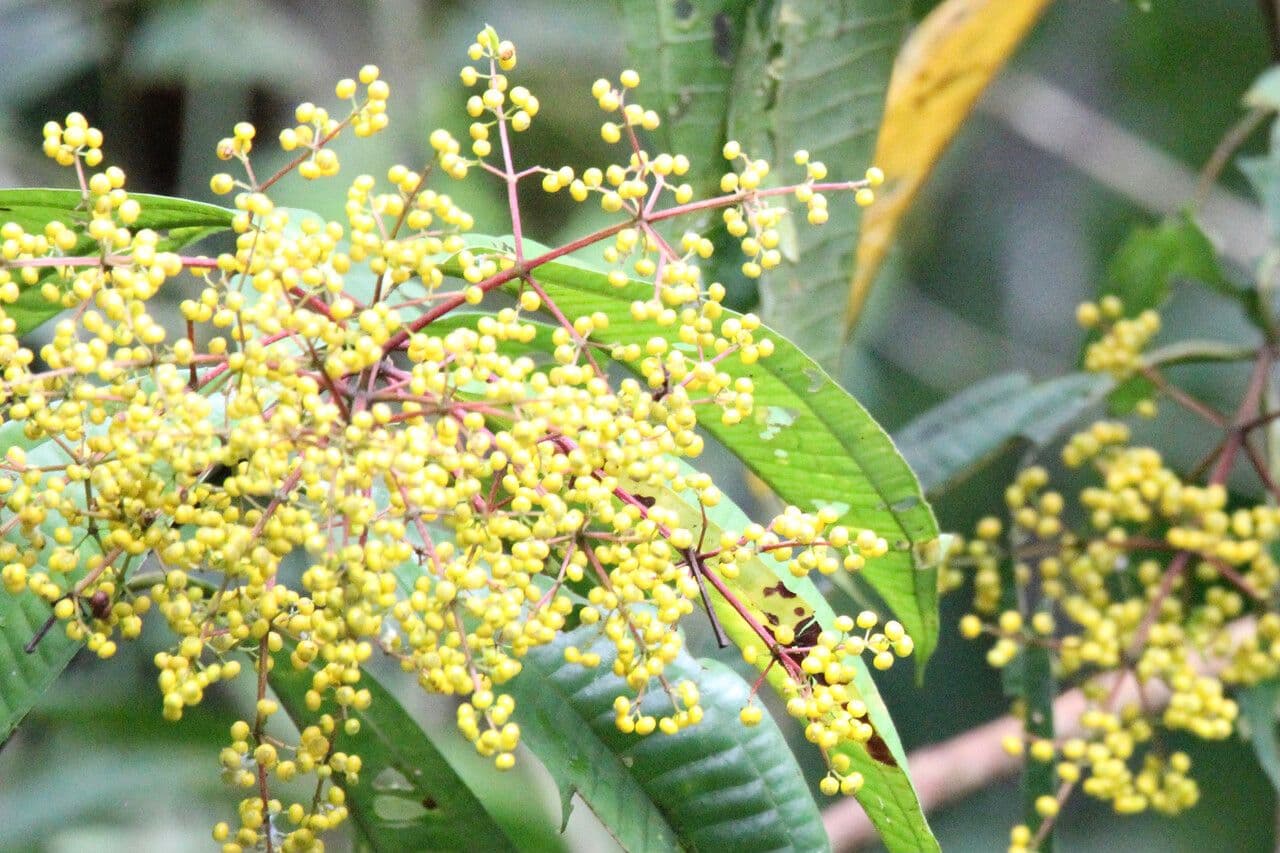 Miconia 2