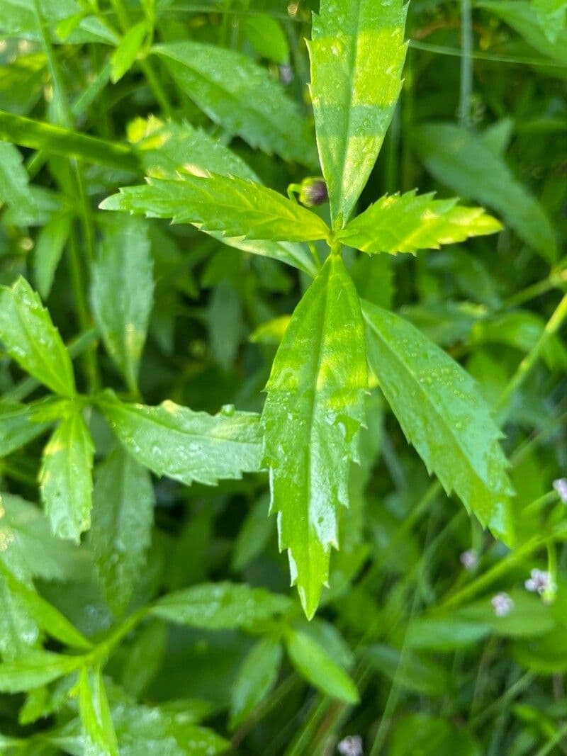 Lippia lanceolata 17