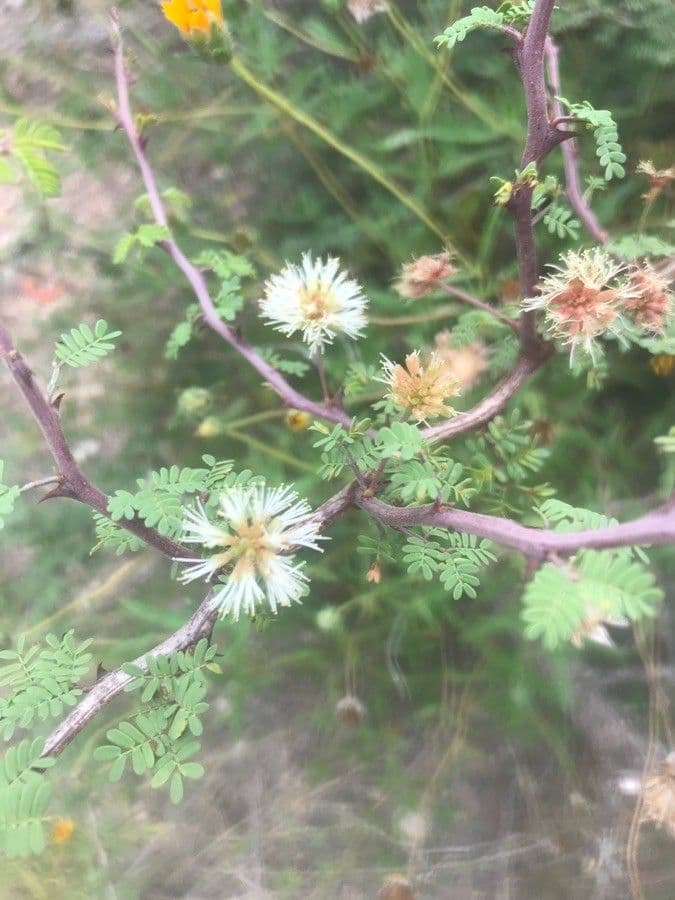 Mimosa spinosa 5