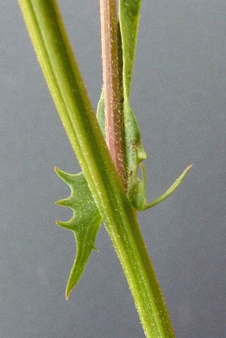 Radicchiella capillare 22