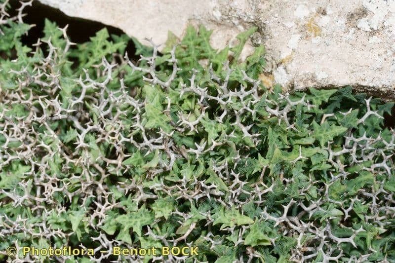 Launaea cervicornis 7