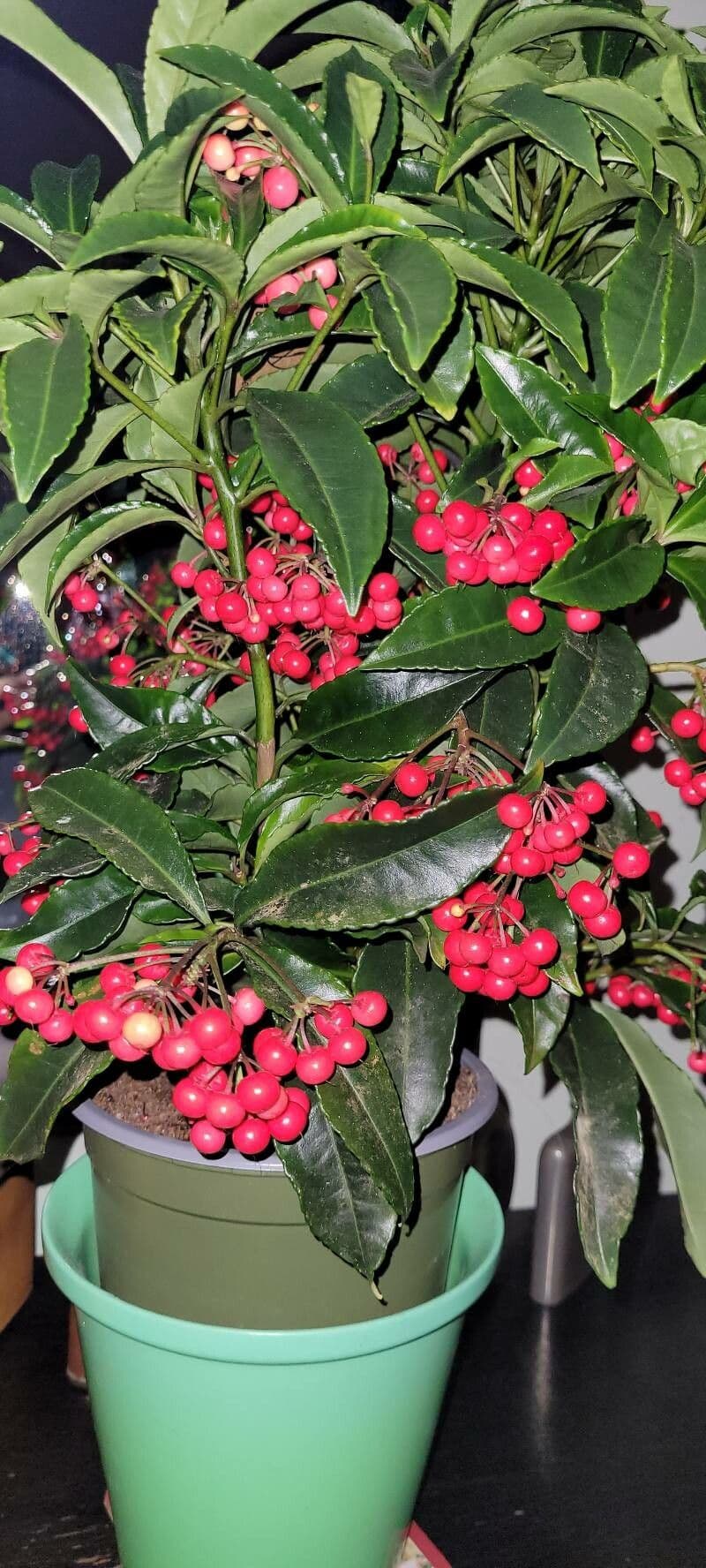 Ardisia crenata 26