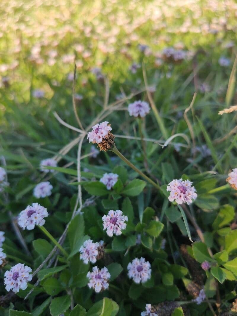 Fila nodiflora 2