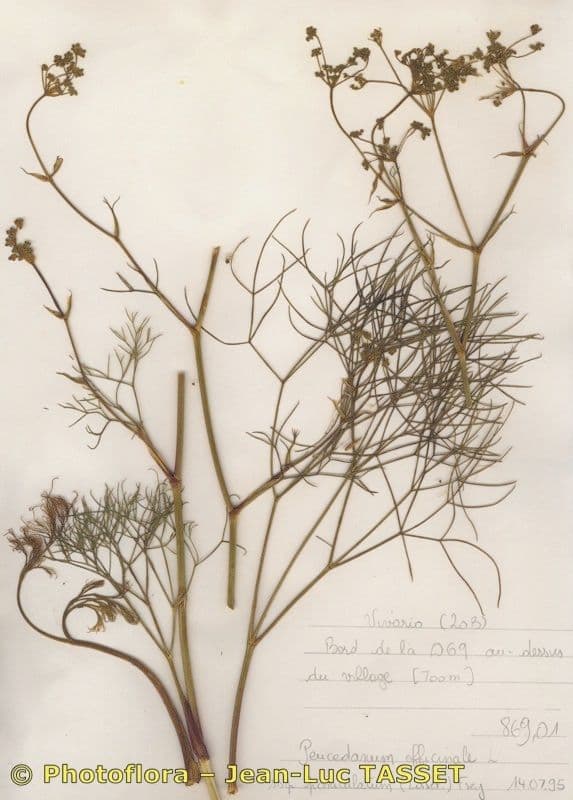 Peucedanum paniculatum 6