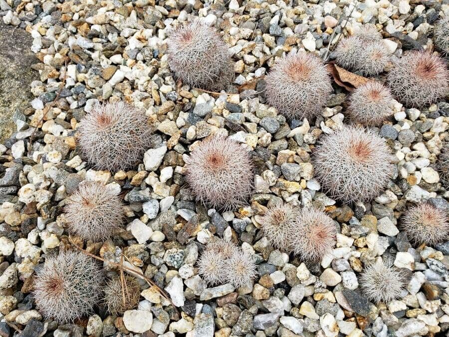 Echinocereus 9