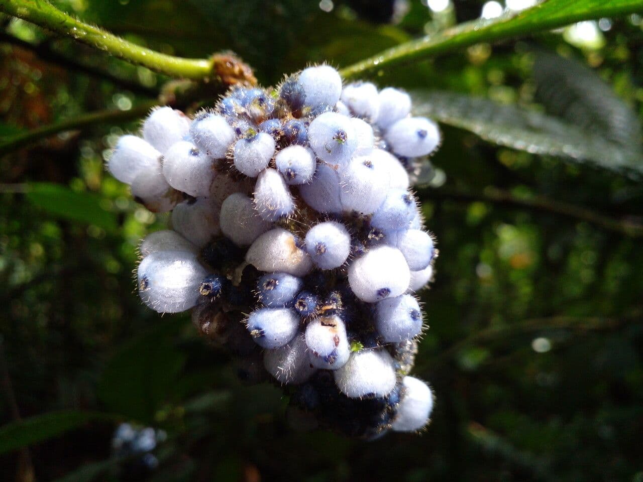 Psychotria 5
