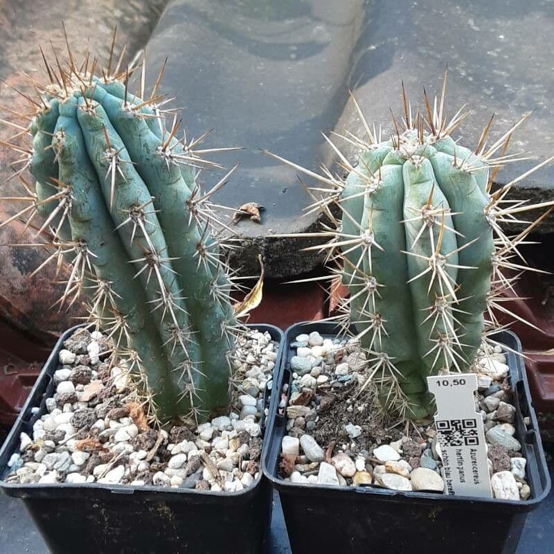 Browningia 4