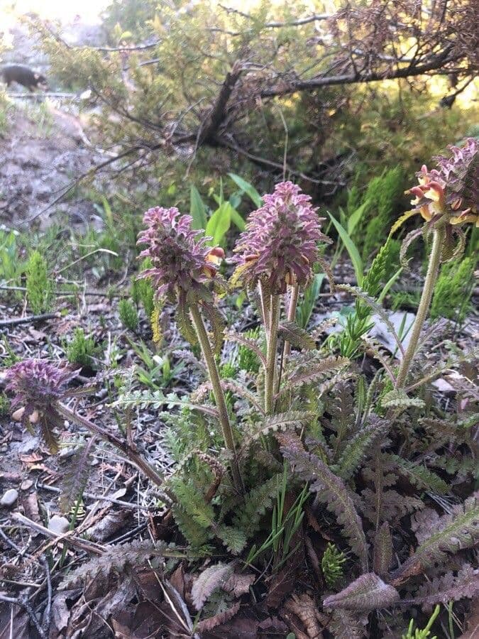 Pedicularis canadensis 3