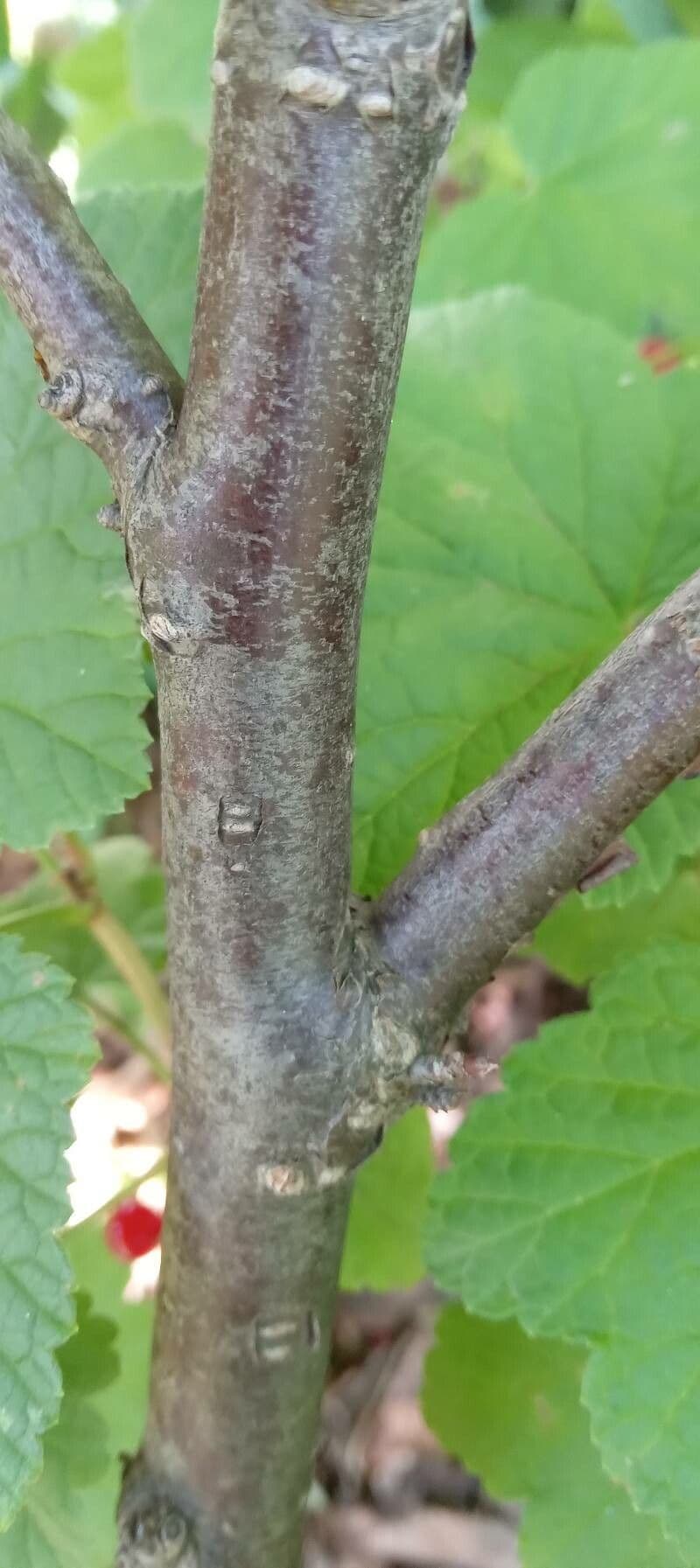 Ríbezľa červená 23