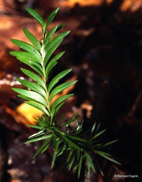 Falcatifolium 3