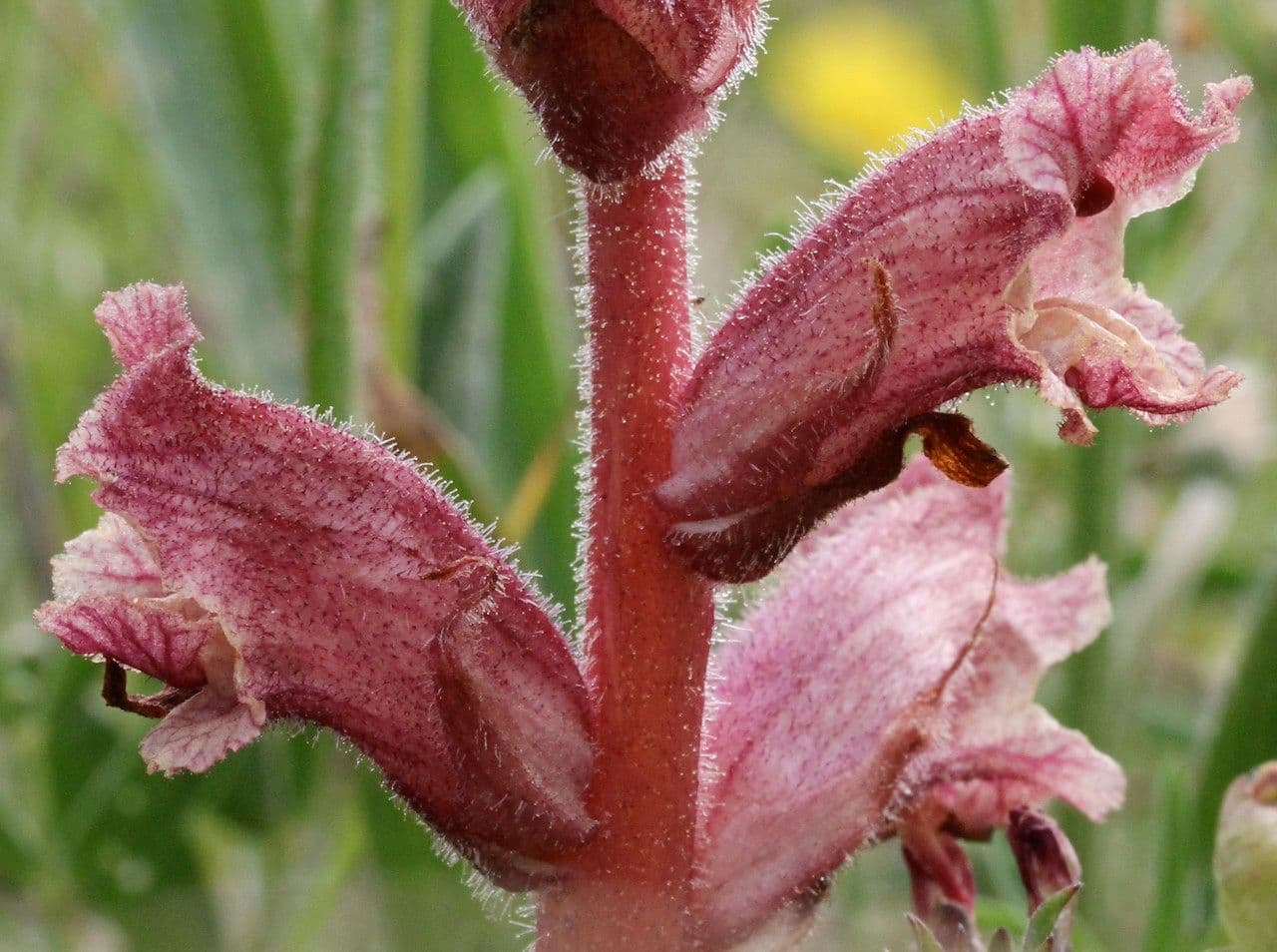 Orobanche alba 20