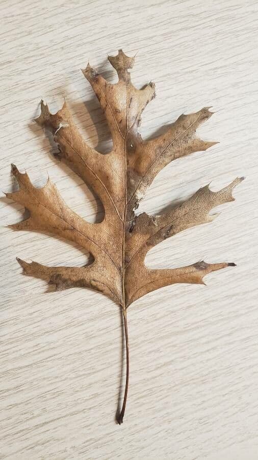 Roble
