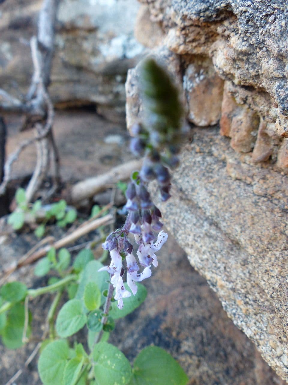 Plectranthus 3