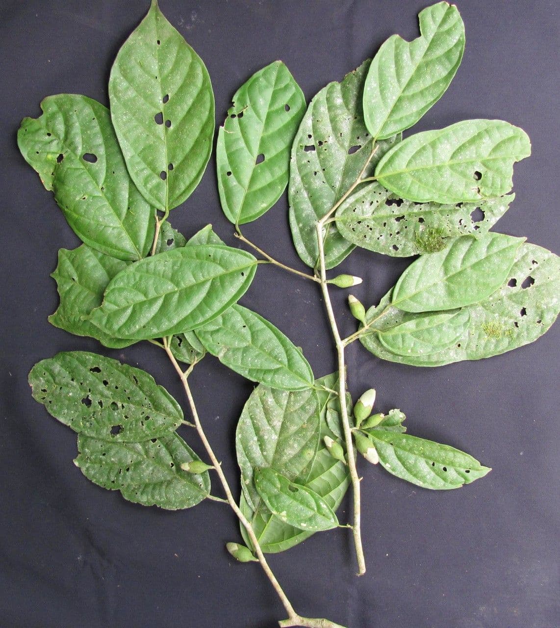 Quararibea funebris 19