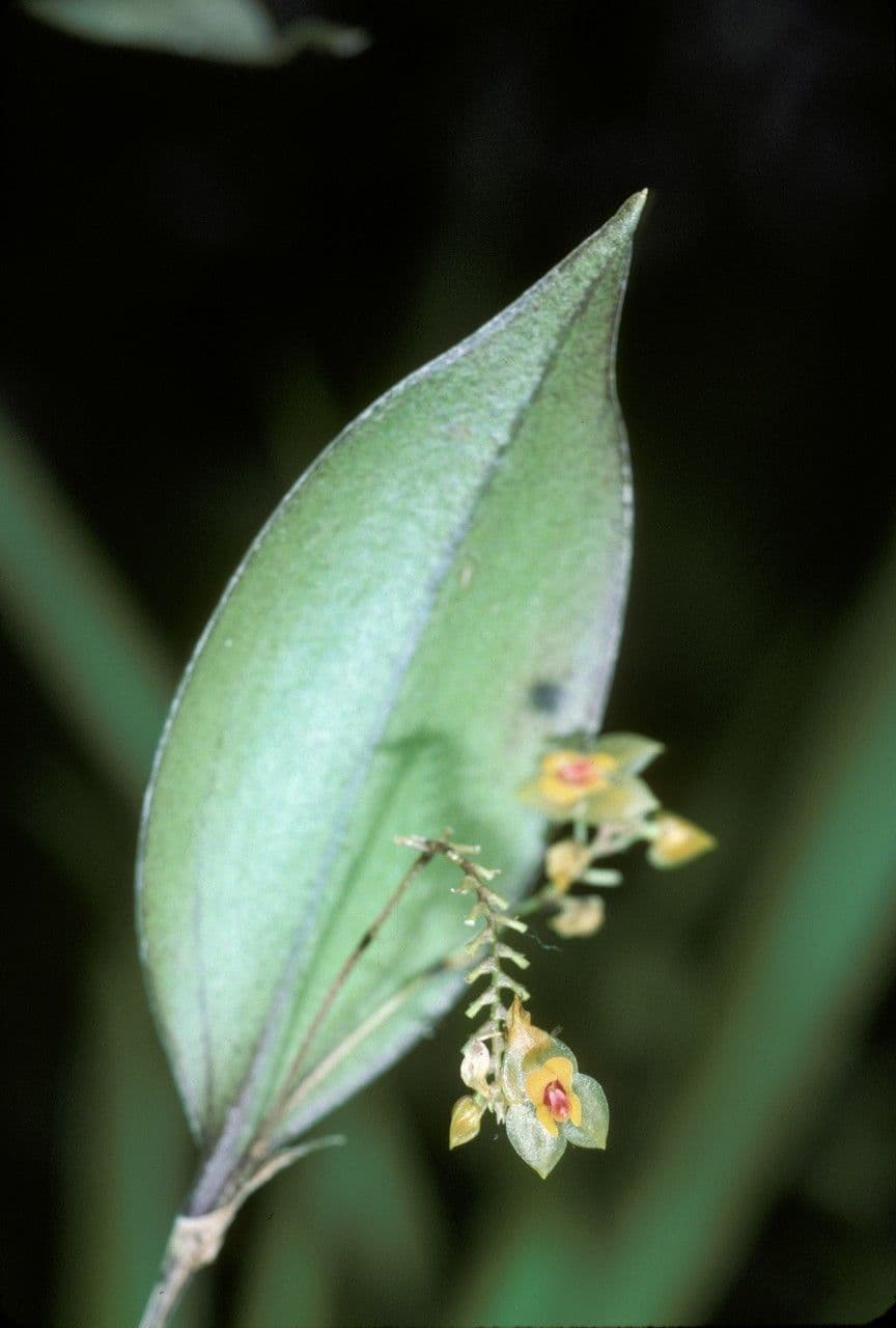 Lepanthes 2