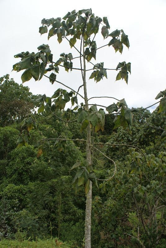 Dombeya 10