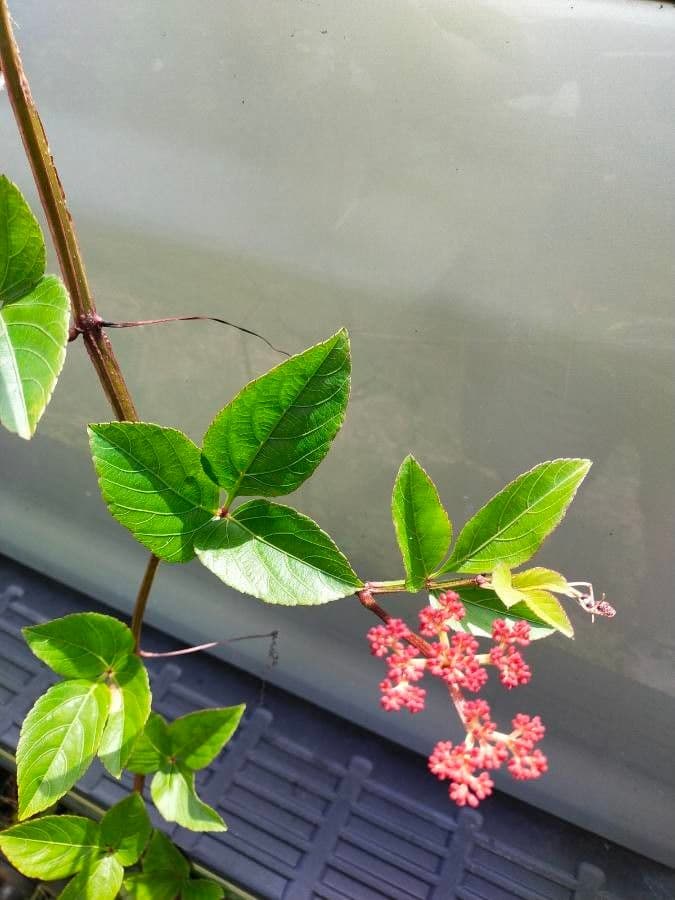 Cissus 13