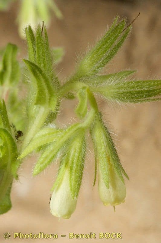 Onosma 25