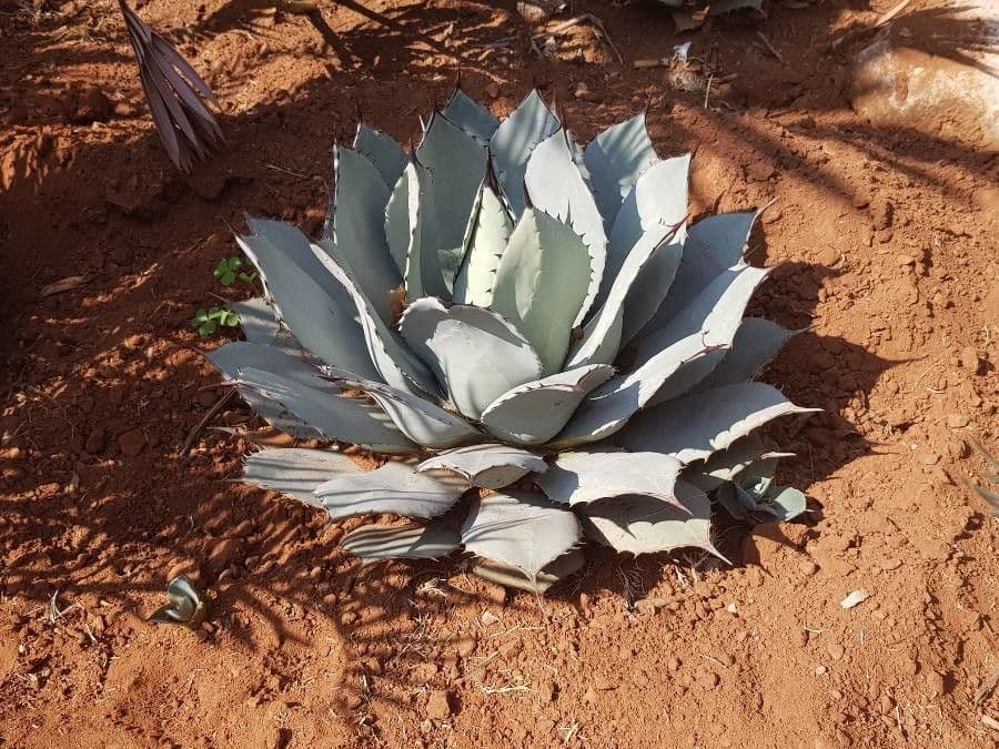 Havard-Agave 14