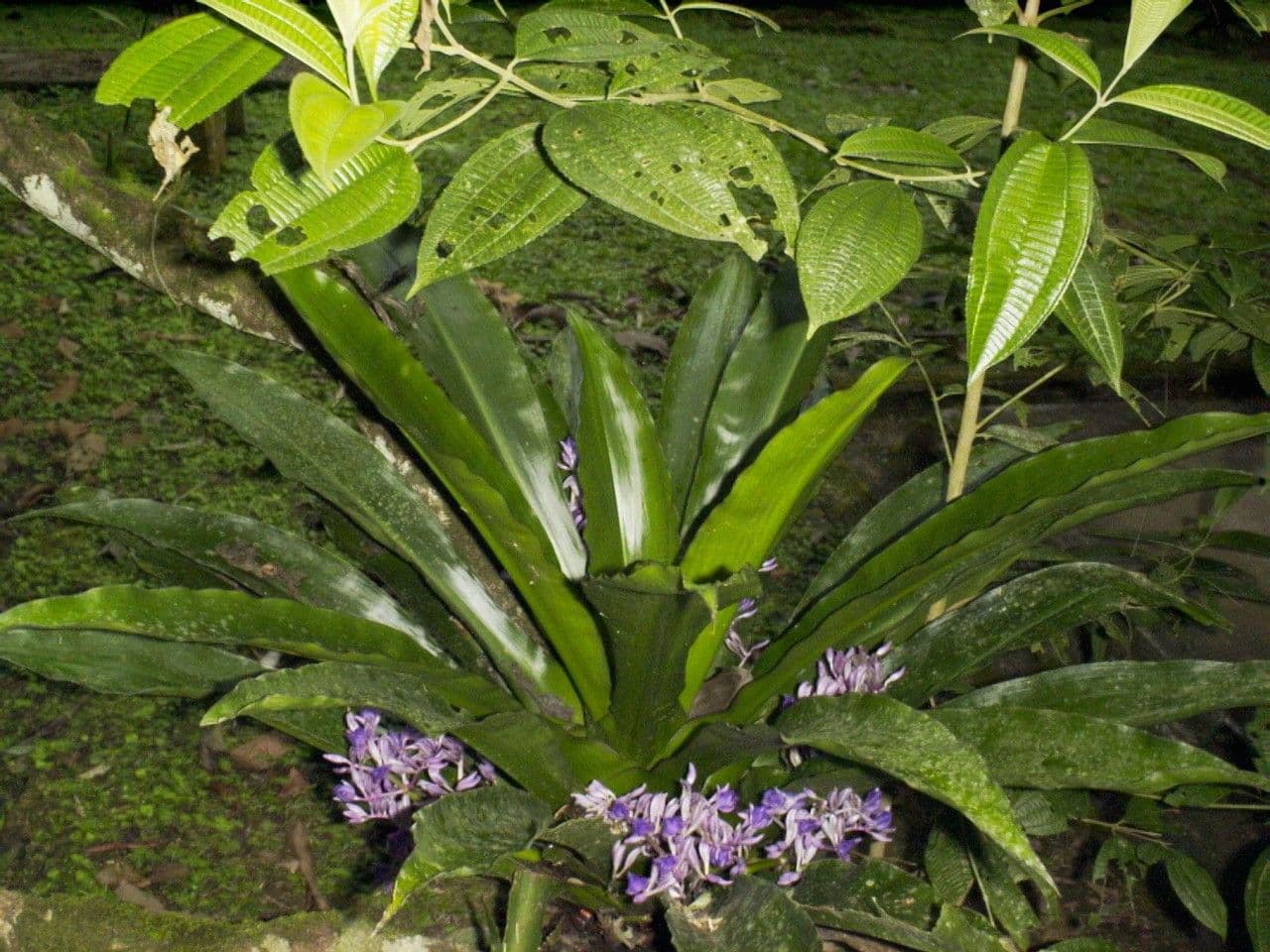Cochliostema 20