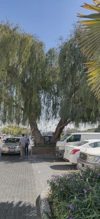 Prosopis 13